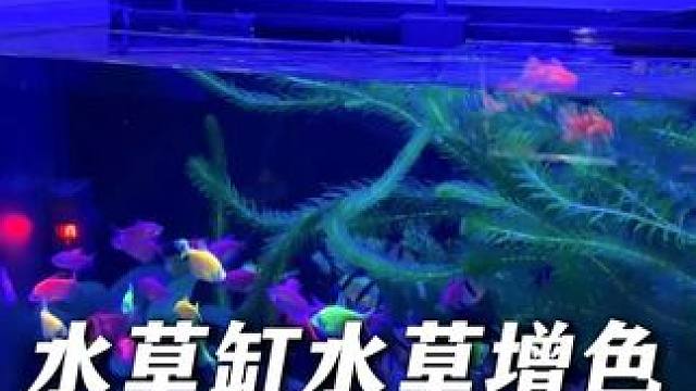 小缸夹灯怎么选？沃韦朗7色夹灯，40-80缸适用。 想要鱼儿更好的发色 鱼缸的颜值提升，那这款全光谱