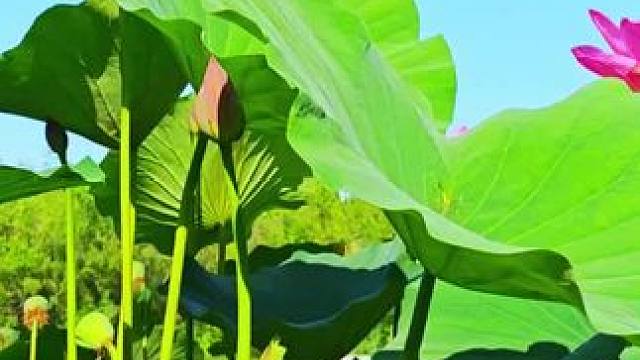 #初夏专属浪漫花海