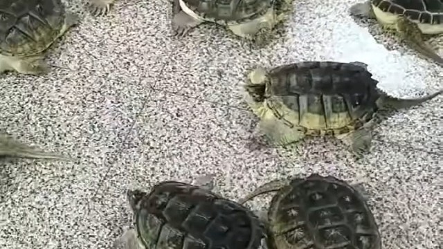 养殖也是一种享受