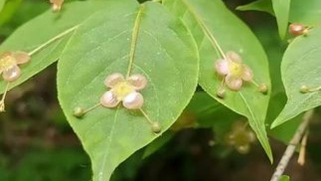 瘤枝卫矛 腥臭卫矛 同矛不同名#瘤枝卫矛  #腥臭卫矛  #树叶上竟然开出了“珠宝吊坠”  #植物