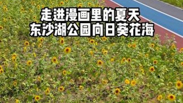 杭州东沙湖公园，走进漫画里的夏天，三月份的油菜花全换成了向日葵，目前开的正旺，还有秋千长椅很出片，地