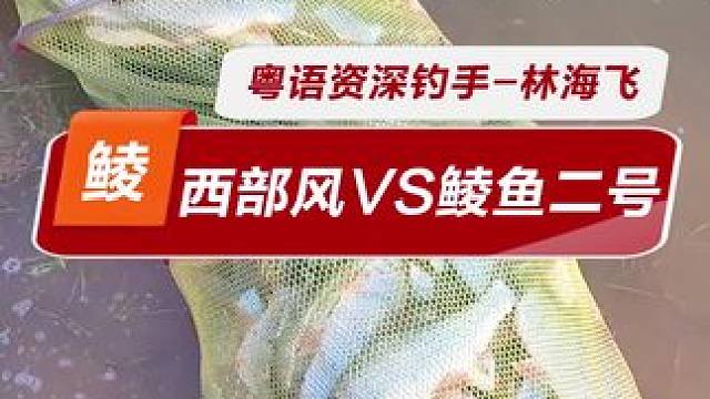 西部风鲮鱼颗粒vs鲮鱼二号 最近这样打窝钓鲮鱼效果很稳定