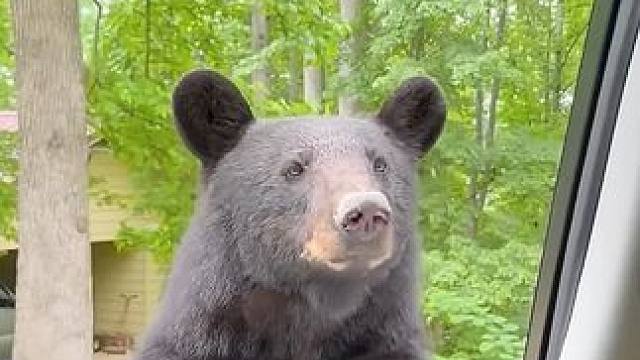 防熊喷雾真的有用吗？ #涨知识 #熊