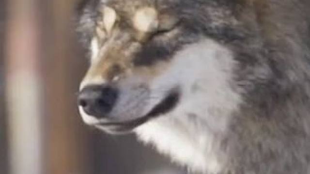 狼:创业不如包吃包住 #狼 #万万想不到 #野生动物 #搞笑