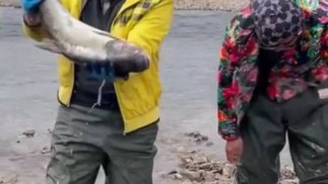 #户外抓鱼 #好大一条鱼