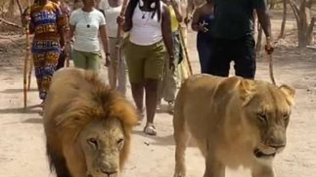 游客们近距离观看狮子 #国外视频分享 #野生动物零距离 #奇妙的动物