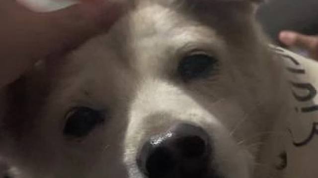 #不养狗不知道养狗的乐趣 #狗狗 #毛孩子的日常 #最萌拉不拉多 #有只小汪汪