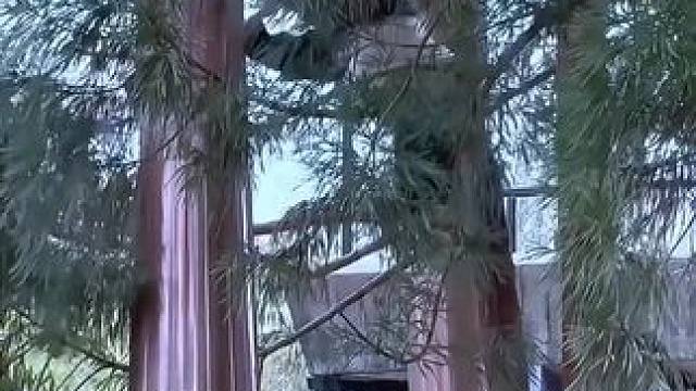 哈哈。。。国宝也很会玩！ #二丫头 #风月绵绵 #难生恨礼越版