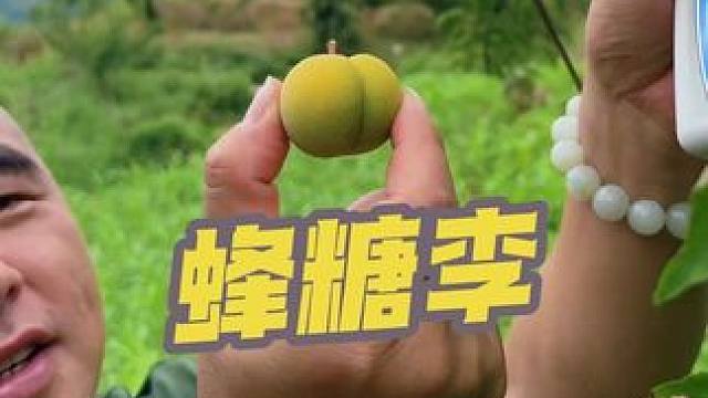 #六马蜂糖李#蜂糖李#李子，今年是第10年来蜂糖李产地了，回想这十年几乎跑遍了六马和周边的蜂糖李核心