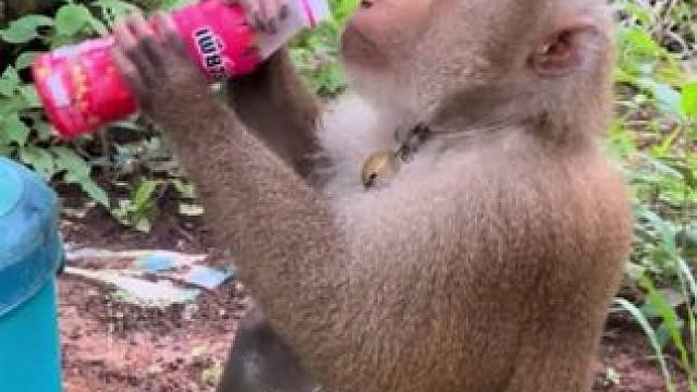泰国打工猴摘完椰子喝饮料 #国外视频分享 #猴子成精 #打工猴