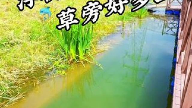 野外浮桥旁发现鱼窝 #钓鱼#野钓#野河野钓#户外野钓#老坛甜薯