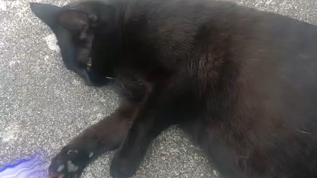 可爱的黑猫警长