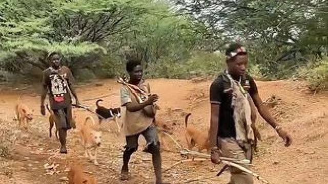 猎犬之殇 #原始部落 #荒野求生