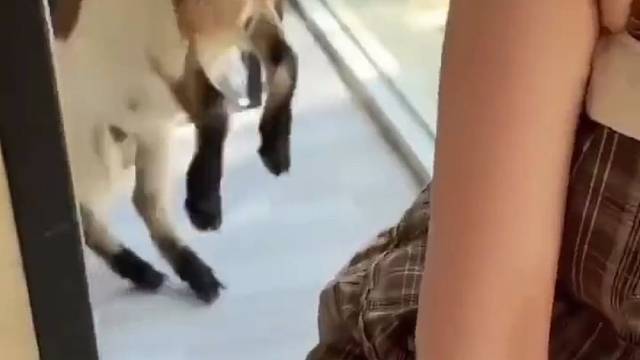 好吧我承认我也喜欢