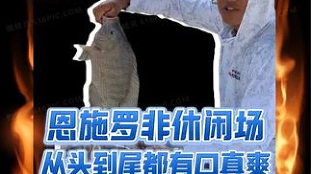 今天让恩施的罗非也吃上家乡的味道！ #黑坑罗非 #罗非饵料 #船长浮漂 #汉坤鱼竿