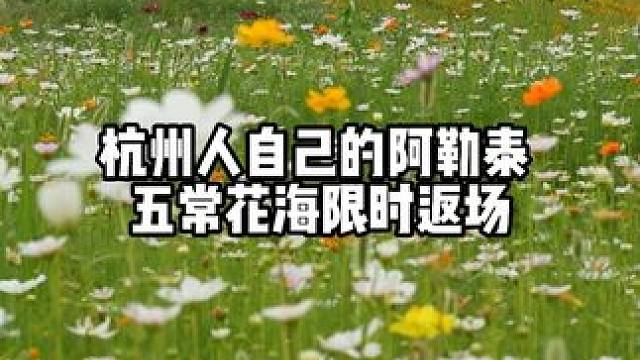 杭州人自己的阿勒泰，五常花海限时返场，美得像童话世界，小路崎岖记得穿平底鞋，天热附近没有遮挡建议带伞