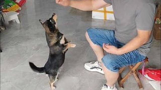 #家有宠物很幸福 
现场版！
#抖加dou上热门