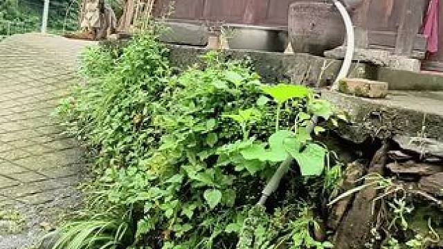 放弃广东高新5000一个月的工作，反正那里也没有爱情，回到老家陪着父母，过田园生活，再也不用看别人脸