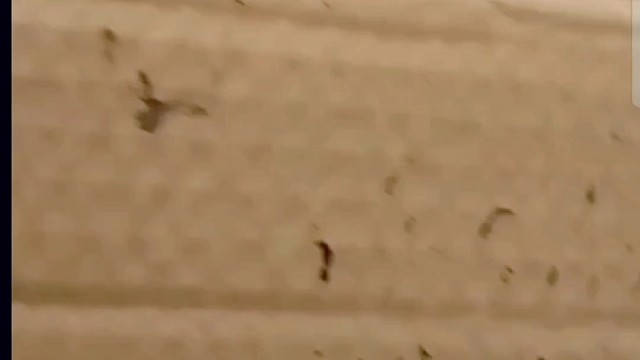 新手学书法入门从哪种书体起步 兴趣优先吗 ？