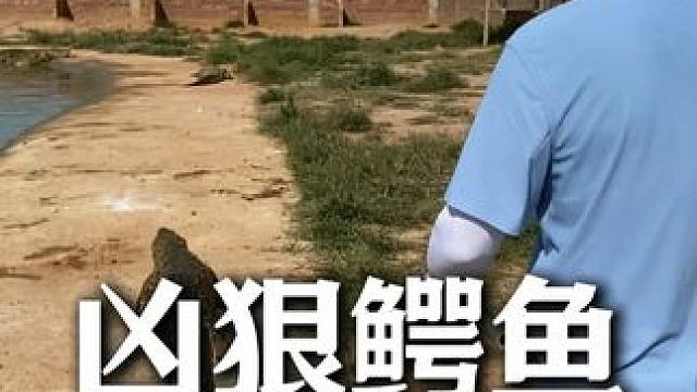 高品质鳄鱼皮带都是从小细心培养出来的，嘻嘻 #鳄珍 #鳄鱼养殖场 #鳄鱼皮带