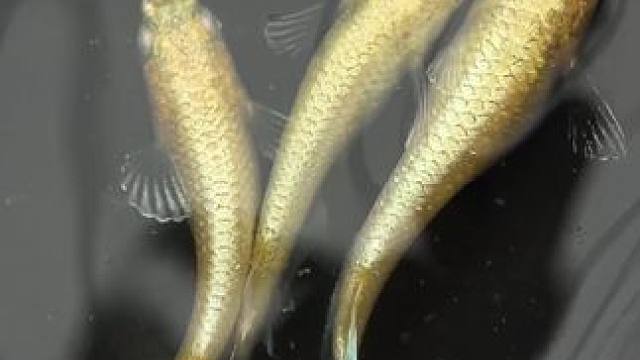 #养鱼日记 #观赏鱼 #观背青鳉 #养鱼人