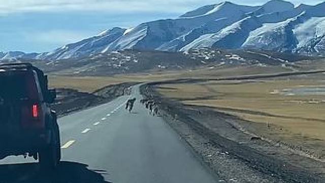 为什么无人区禁止大小便？ #奇闻奇事 #带你看世界 #高原上的神奇动物们