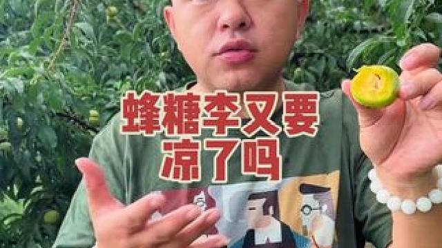 #李子熟了 #蜂糖李 #六马蜂糖李 ，到蜂糖李产地10年了，每年果农都很不容易，不是担心冰雹就是成熟