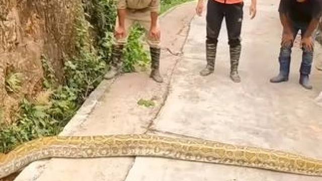 越南三只猴子作死，跑到野外挖土洞，最后竟捉到一条黄金巨蟒！ #越南捕蛇人 #黄金巨蟒 #巨蟒 #蟒蛇