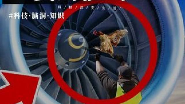 一次耗费2个亿的飞机撞鸟测试值得吗？ #涨知识 #科普