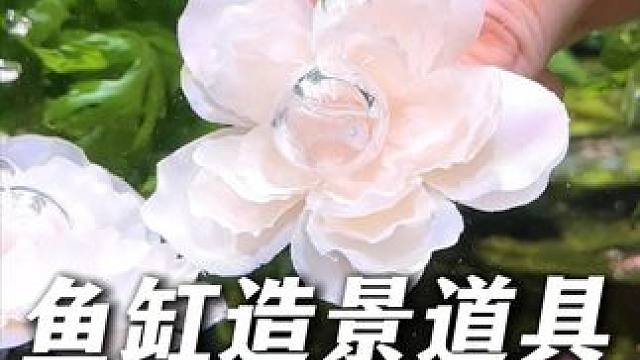 为鱼缸准备了两朵会吐泡泡的神奇小花。 看它们在鱼缸里自由摇曳真的太美了，而且还能给鱼缸增氧，非常实用