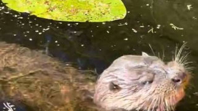 带宠物水獭户外玩水 #国外视频分享 #奇妙的动物 #宠物