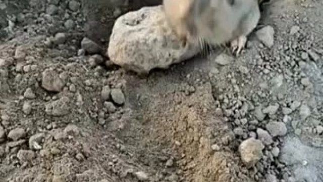 何苦为难这个小东西饿