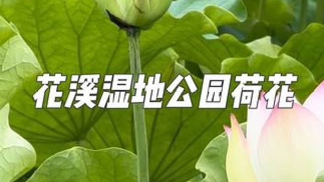 分享一个贵阳周边免费看荷花的好去处 #贵阳周边游 #周末去哪玩 #荷花 #原创视频 #vlog十亿流