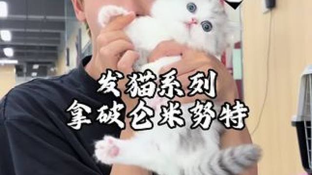 小窝暖，怀抱柔，愿这些喵星人永远被爱环绕！ #米努特矮脚猫#拿破仑矮脚猫 #曼基康矮脚猫