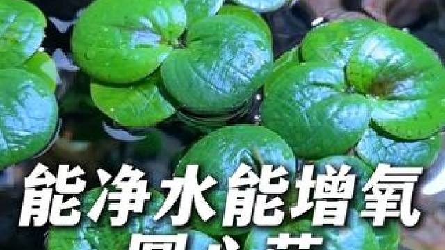这个圆心萍水草能净水能增氧，适合喜欢给鱼缸造景的鱼友。 #水草 #水草造景 #圆心萍 #鱼缸里的大自