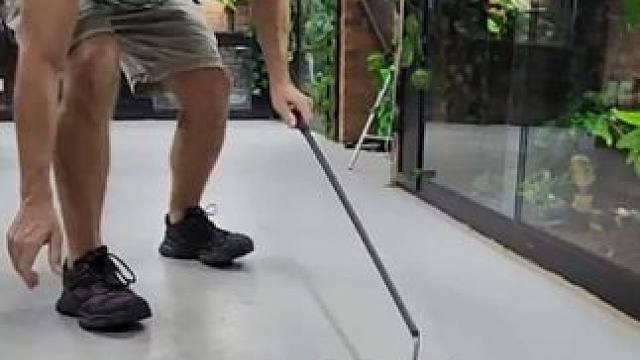 狠角色加蓬咝蝰 #国外视频分享 #专业操作请勿模仿 #野生动物零距离