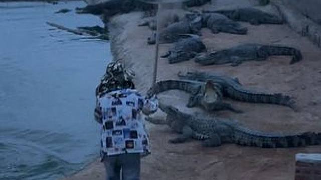 #非专业人士请勿模仿 回什么信息 赶鳄鱼要紧