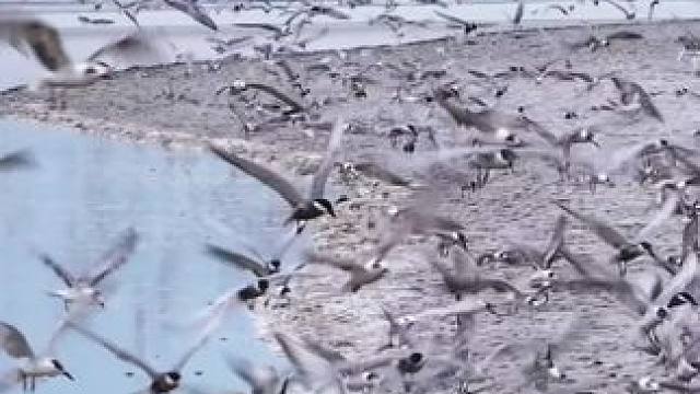 万鸟齐飞！钱塘江黑嘴鸥勇立潮头抢潮头鱼
夏至汛期，见证生态力量！
#钱塘江 #夏至  #黑嘴鸥  #