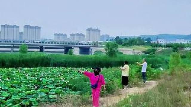 #我的乡村生活 #又到了一年荷花盛开的时节 #田间地头走一走 #乡野田间 #美丽乡村