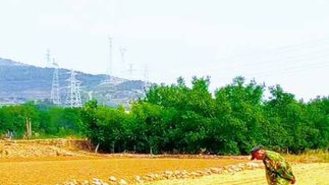 #农村生活 #田间地头走一走 #走进彩石街道（379）王家庄，正在补种玉米的乡亲。面朝黄土背朝天，汗