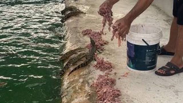 咬脚压子了……#鳄鱼