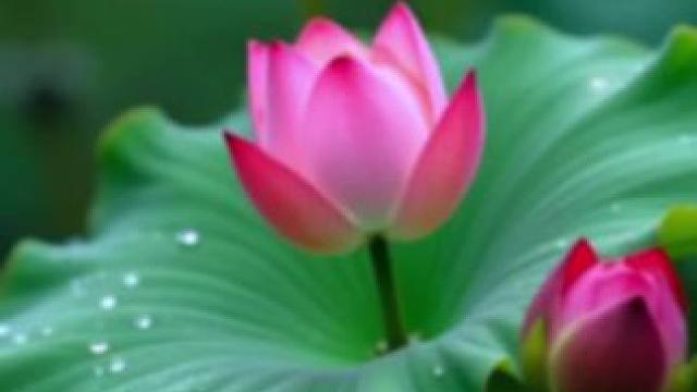 #荷花季 #荷塘美景 #心如莲花 #荷花飘香 #夏日荷花 ！