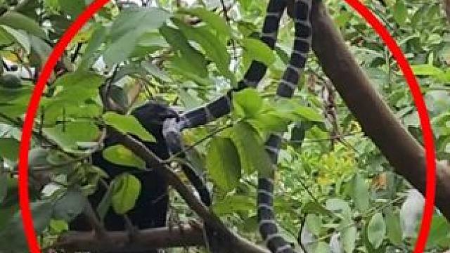 一只大鸟攻击银环蛇，一开始势均力敌，最后银环蛇被啄的奄奄一息 #动物世界 #野生动物零距离 #打鸟攻