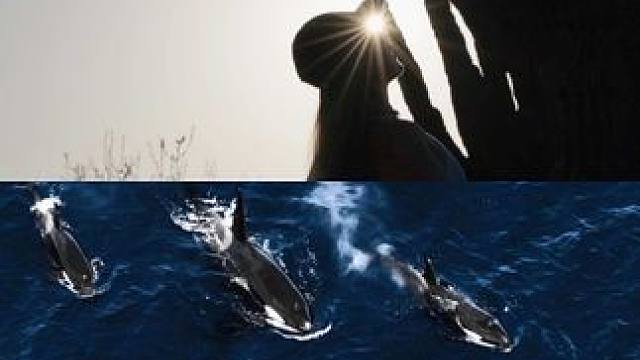 一个让潜水员疯狂的水下天堂
墨西哥lapaz
#墨西哥潜水 #自由潜水 #水下摄影 #海洋世界 #旅