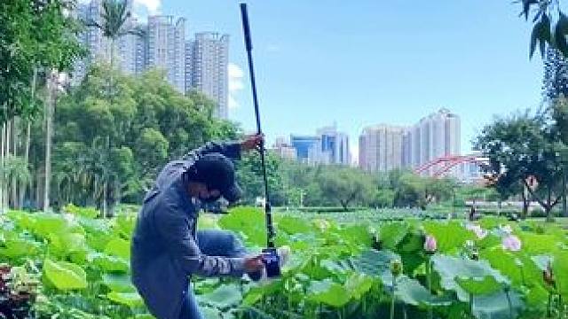 荷花塘试试这样拍太美了#手机摄影 #拍摄技巧 #荷塘美景 #治愈系 #治愈系风景