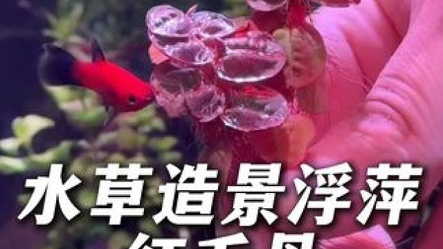 这个红毛丹浮萍水草比圆心萍更好养，叶片能随着光线由绿变红。 是我近期非常推荐的一款造景水草。#浮萍水