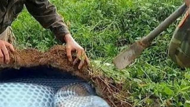 越南两名男子作死，跑到深山挖土洞，最后竟捉到四条眼镜蛇 #越南捕蛇人 #挖土坟 #眼镜蛇 #野外探险