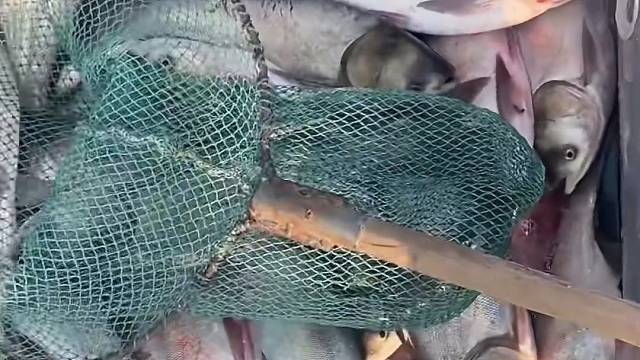 #户外捕鱼大队 #捕鱼河边随拍 #捕捞现场  #丝网捕鱼