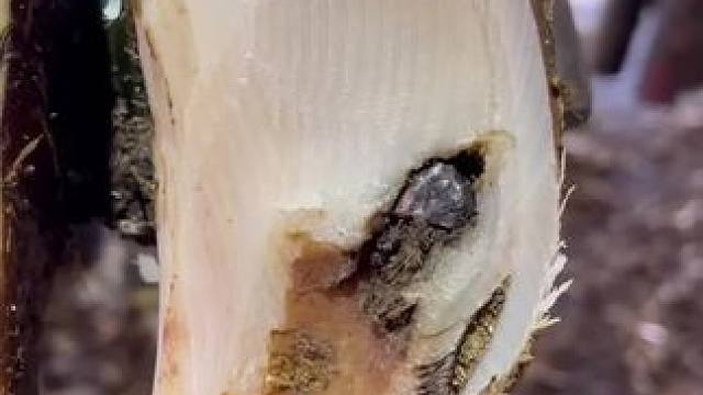 牛蹄又不小心踩到了石头，导致半个蹄底都被刮掉了#解压#修牛蹄