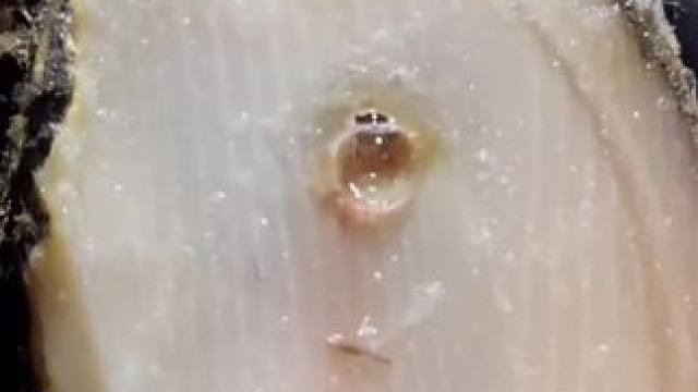 这只牛蹄看起来平平无奇，里面已经全烂了#解压#修牛蹄